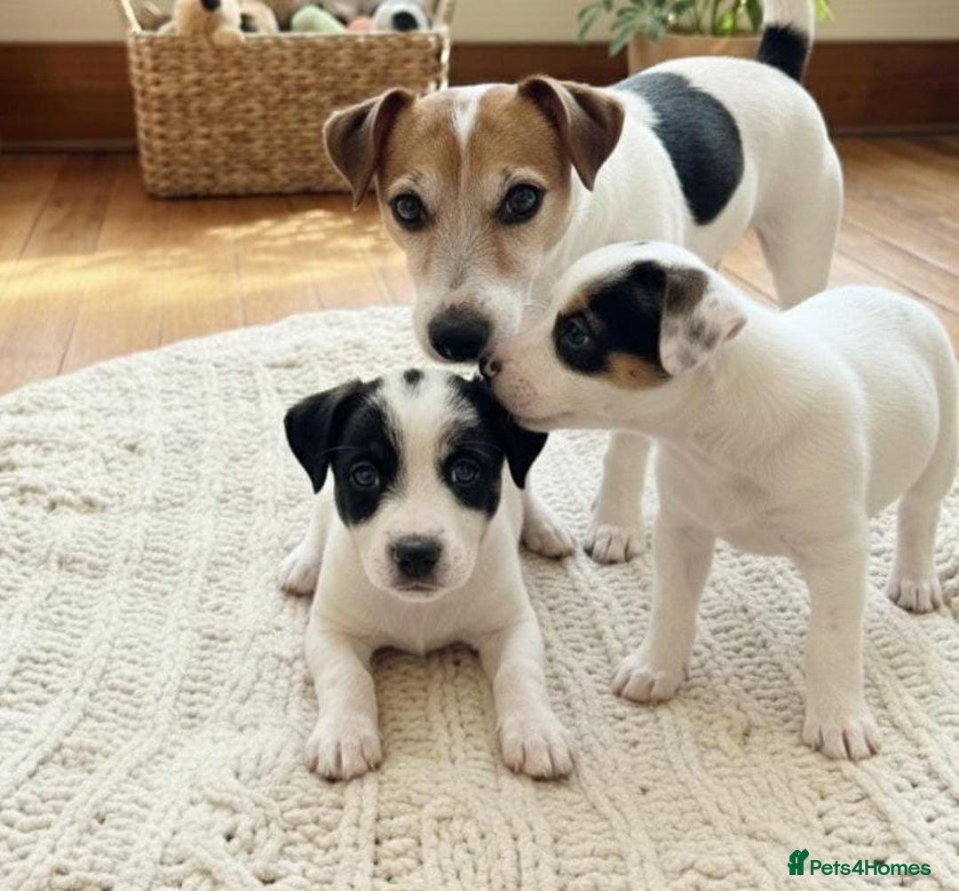 Jack Russell dogs for sale: Jack Russell puppies  - Advert 7
