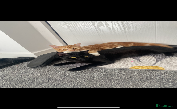 Domestic Shorthair cats 2 female cats for sale £50 for both  - Advert 2