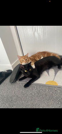 Domestic Shorthair cats 2 female cats for sale £50 for both - Advert 1