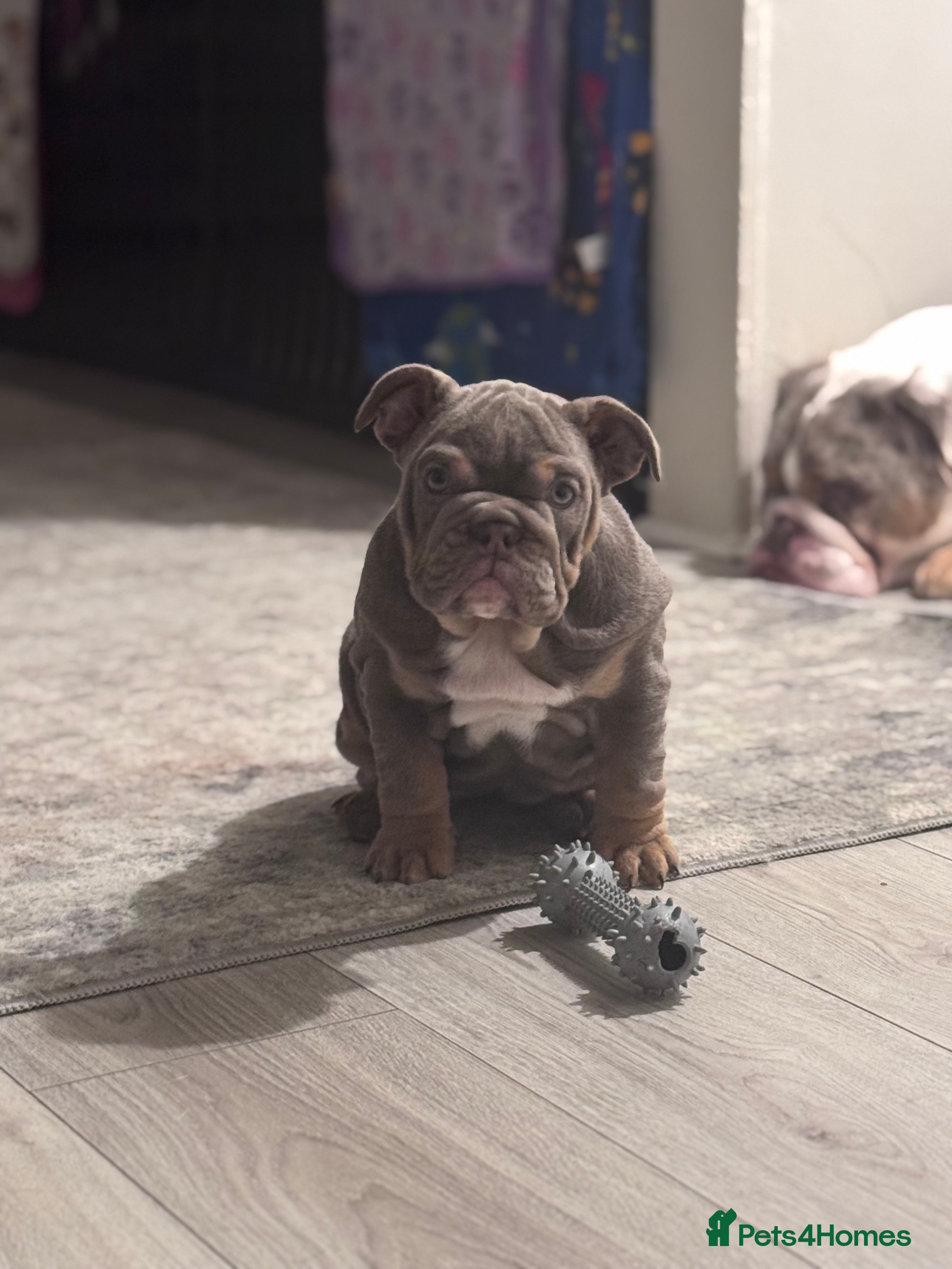 English Bulldog dogs Last little girl available - English Bulldog  - Advert 1