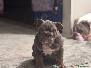 English Bulldog dogs Last little girl available - English Bulldog - Advert 5