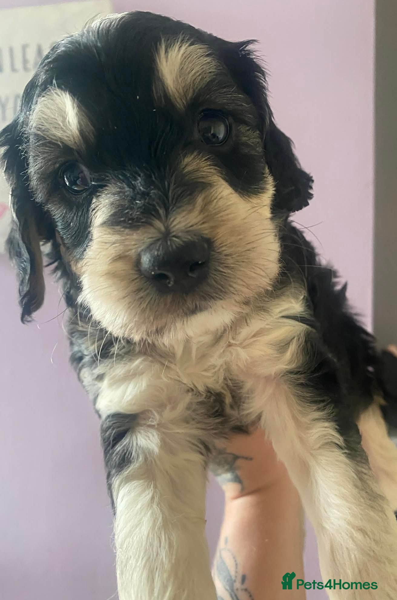 Sproodle dogs 🧸 male sproodle puppies ready in 2 weeks  🧸 - Advert 1