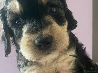 Sproodle dogs 🧸 male sproodle puppies ready in 2 weeks 🧸 - Advert 16