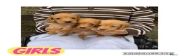 Cockerdor dogs for sale: Fox red Cockerdor pups 🐶 - Advert 7