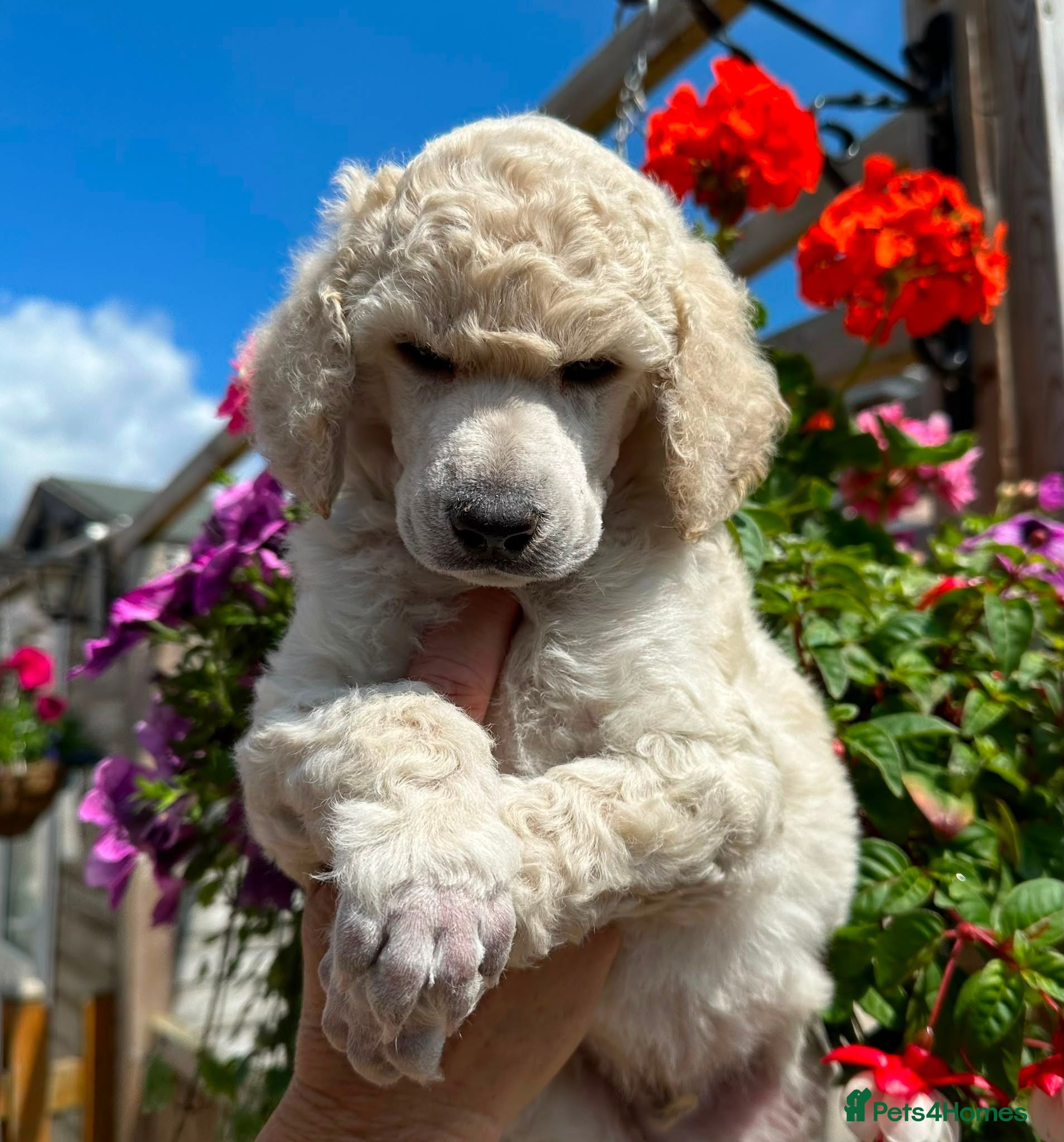 Standard Poodle dogs Outstanding Standard Poodle Puppies - Advert 1