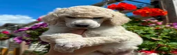 Standard Poodle dogs for sale: Outstanding Standard Poodle Puppies - Advert 1