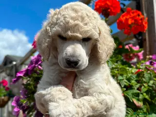 Standard Poodle dogs Outstanding Standard Poodle Puppies - Advert 1