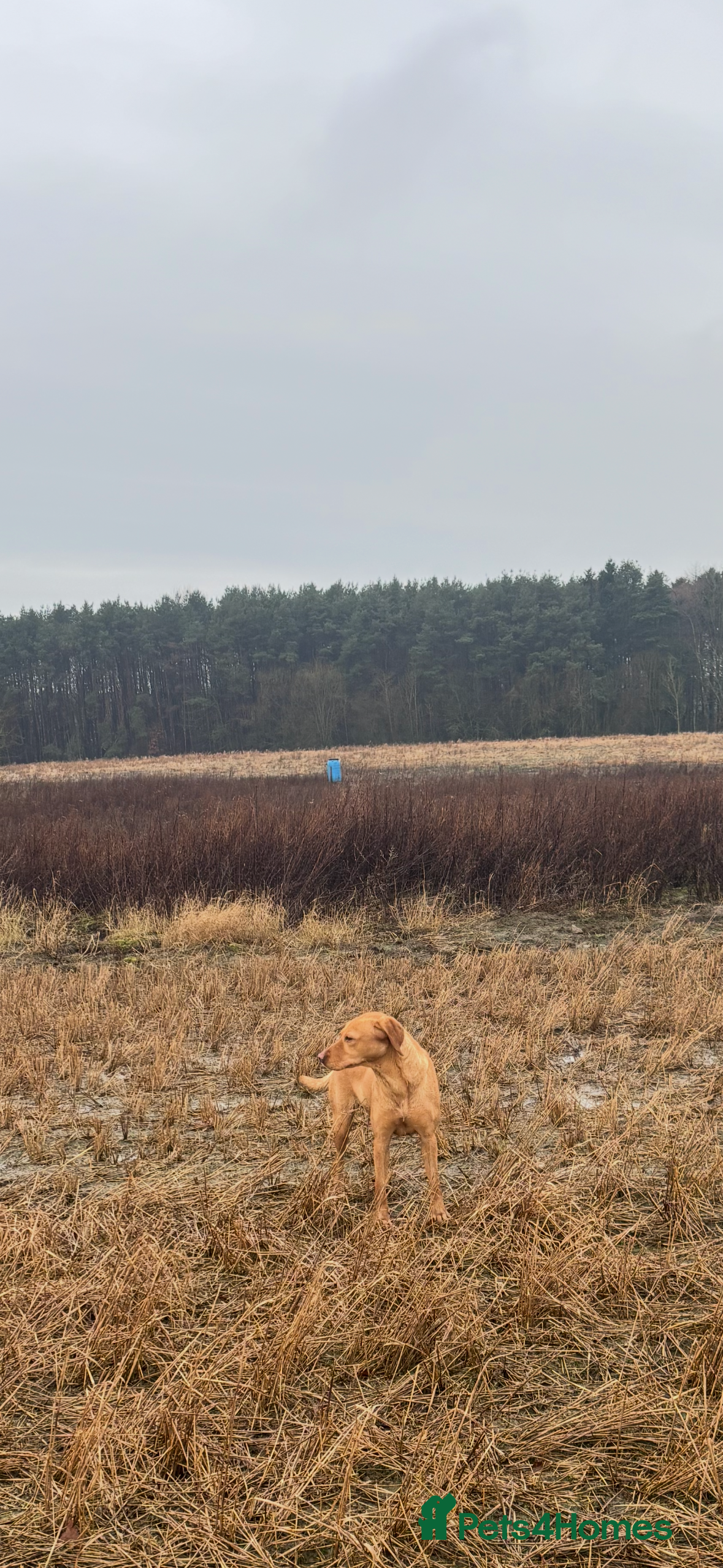 Labrador Retriever dogs Labrador  - Advert 1