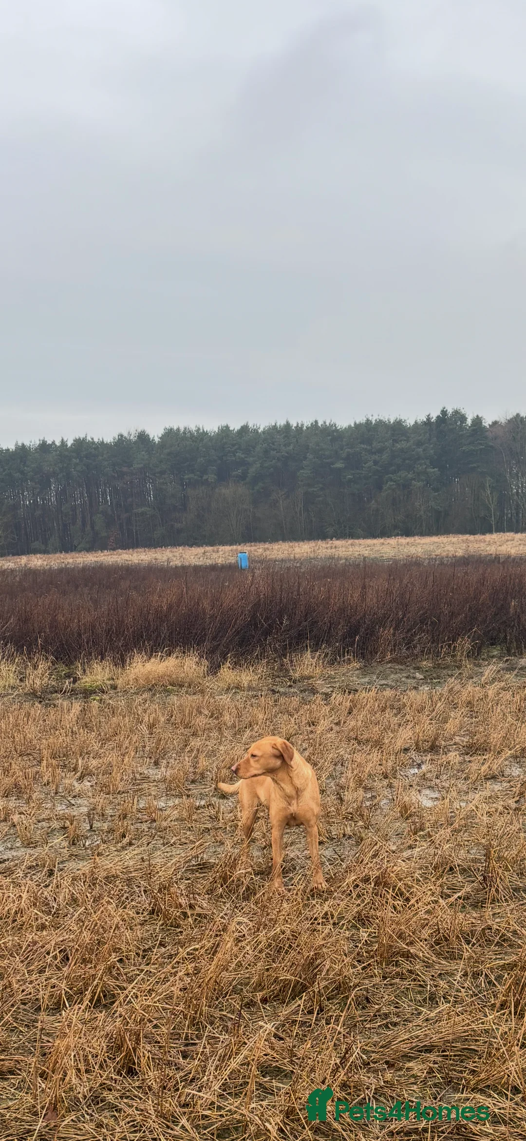 Labrador Retriever dogs for sale: Labrador  - Advert 1