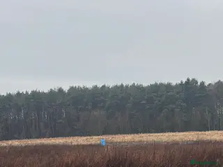 Labrador Retriever dogs Labrador - Advert 1