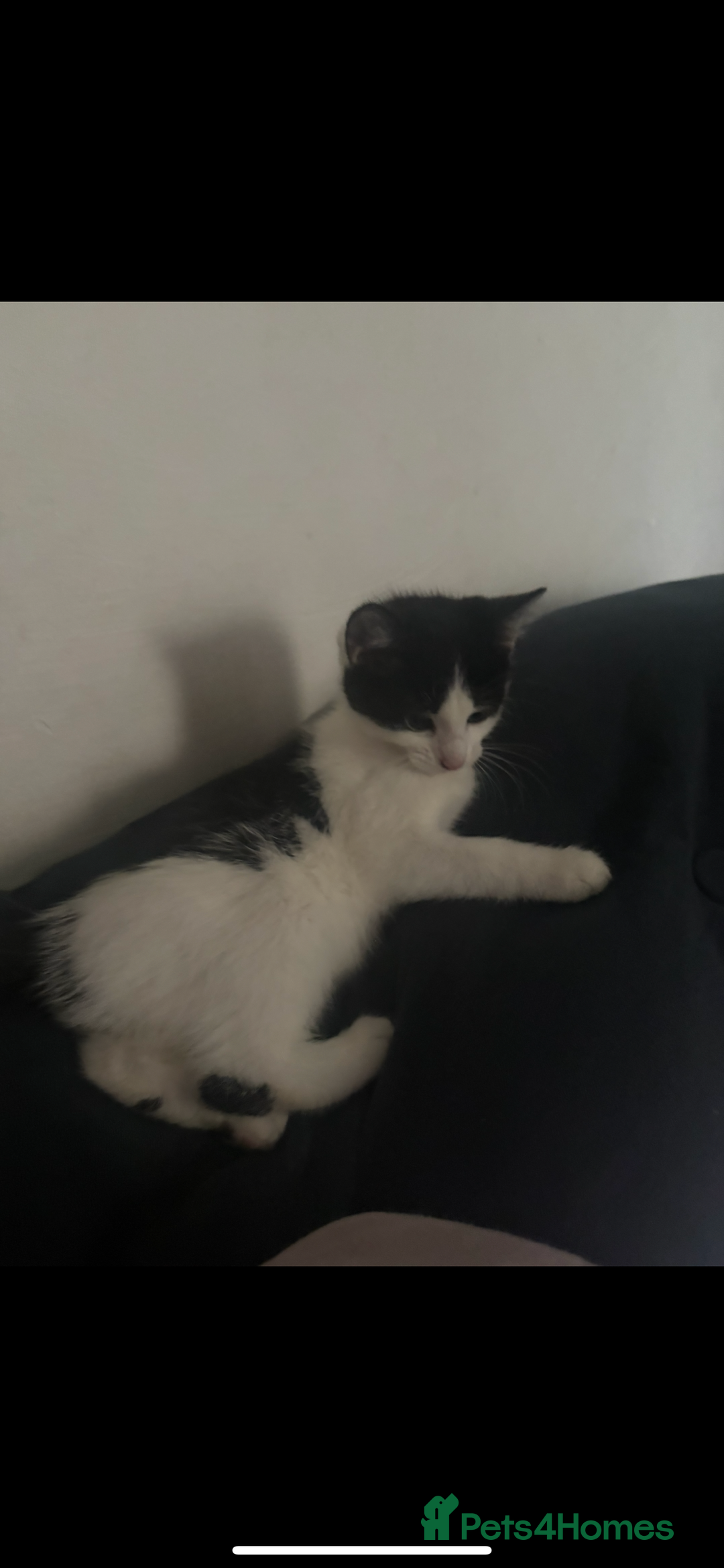 Mixed Breed cats for sale: Beautiful ginger and black and white kitten - Advert 4