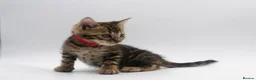 Bengal cats for sale: Beautiful Brown Bengal Boys - TICA Registered - Advert 4