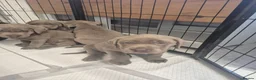 Labrador Retriever dogs for sale: Silver Labrador puppies  - Advert 8