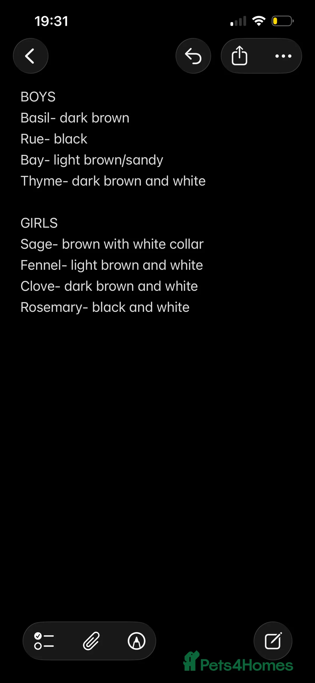 Mixed Breed dogs for sale: Vizsla X Whippet puppies - Advert 12