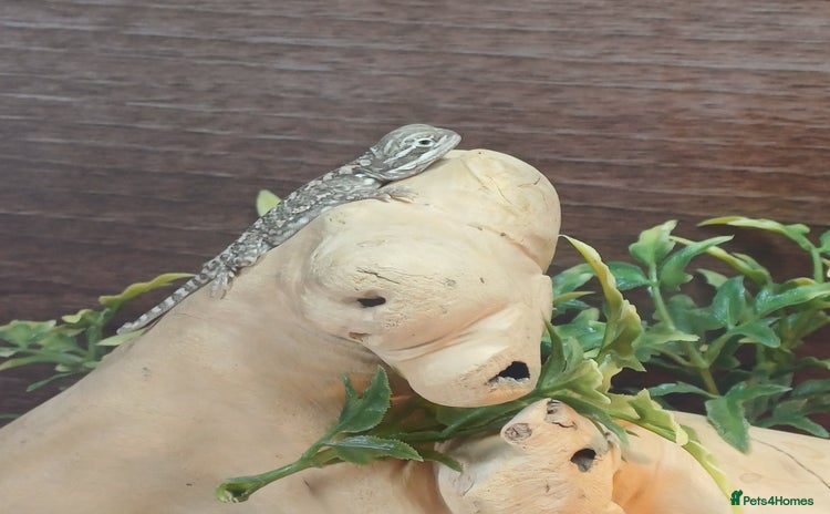 Dragon reptiles - Advert 1