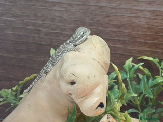 Dragon reptiles - Advert 2