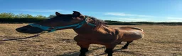 Caspian horse horses for sale: Ant (Rudaki Anthony) in Evesham - Advert 2