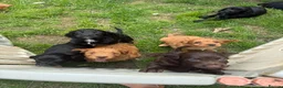 Mixed Breed dogs for sale: Sprockerpoos in Cornwall  - Advert 15