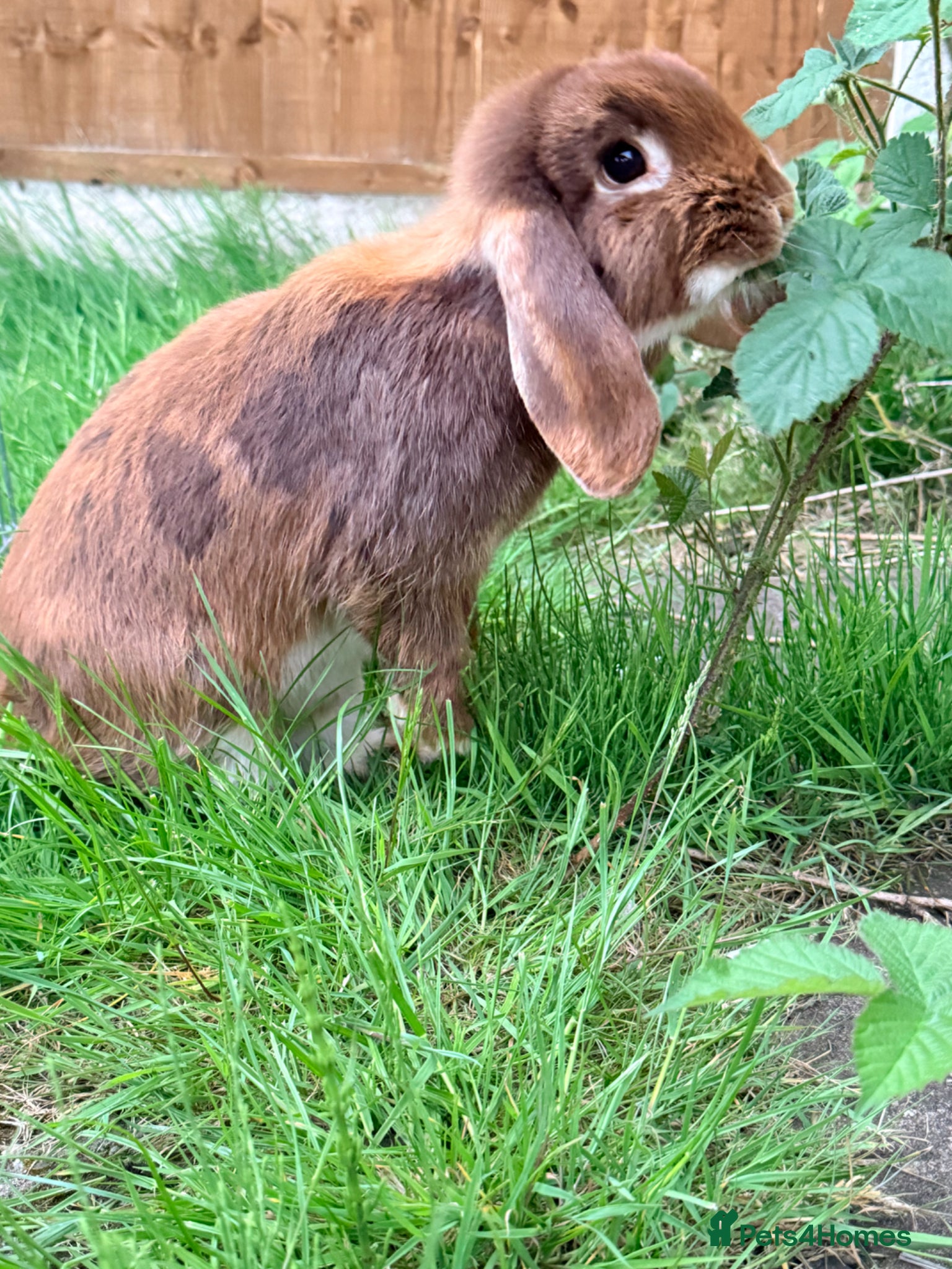 Mini Lop rabbits for sale: Mini Lop babies Ready to go  - Advert 9
