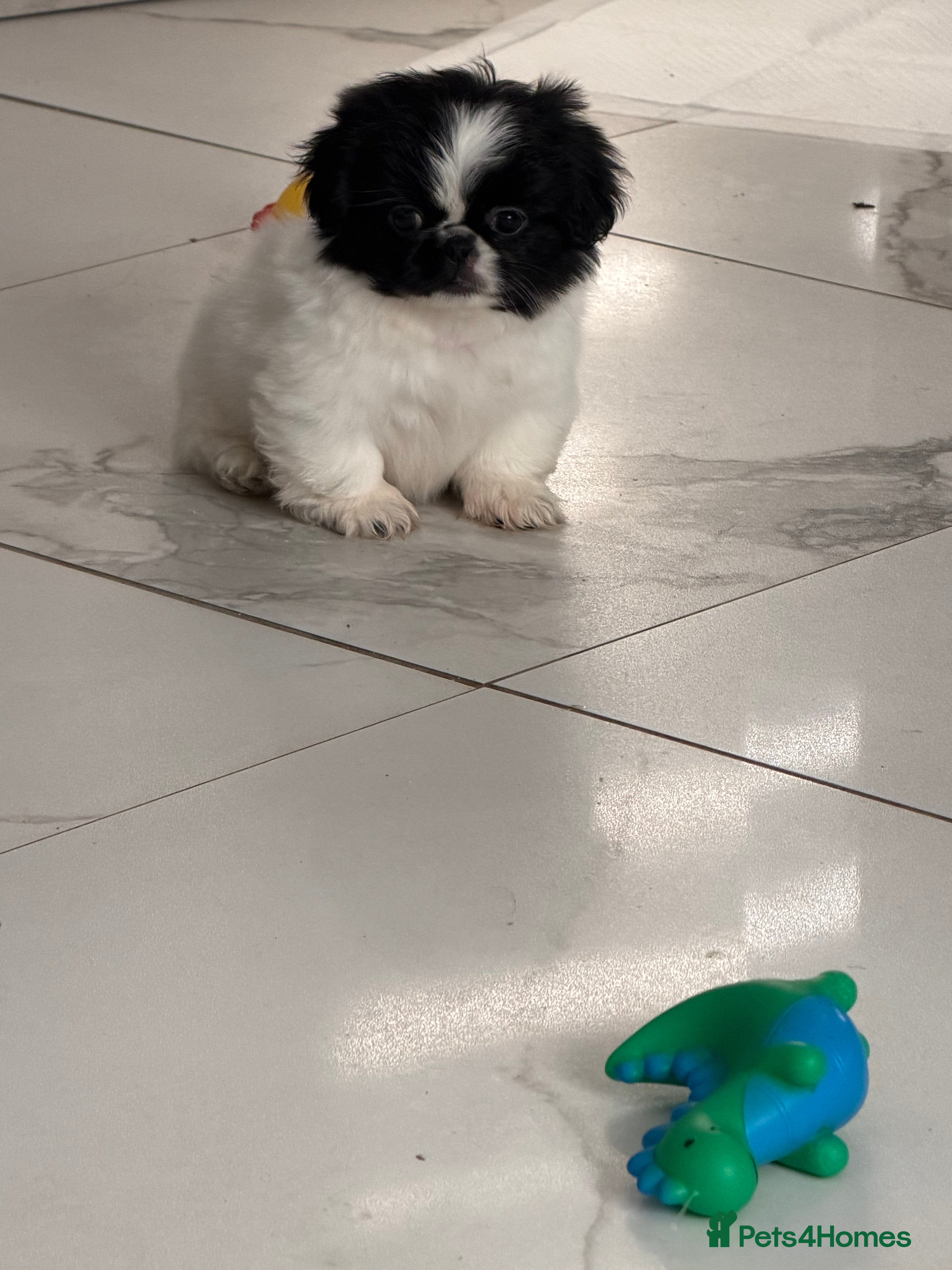 Pekingese dogs Adorable Pekingese puppies - Advert 1