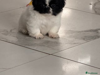 Pekingese dogs Adorable Pekingese puppies - Advert 1