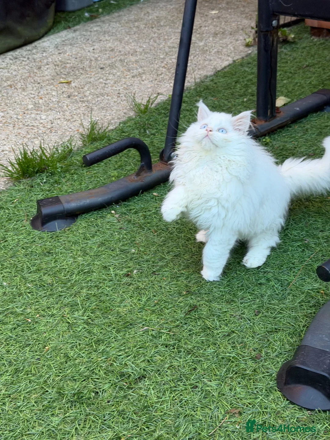 British Longhair cats for sale: Pedigree British Longhair Boy – Blue Eyes - Advert 2