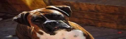 Boxer dogs for sale: X3 boxer puppies available from a litter of 6  in Rochdale - Advert 6