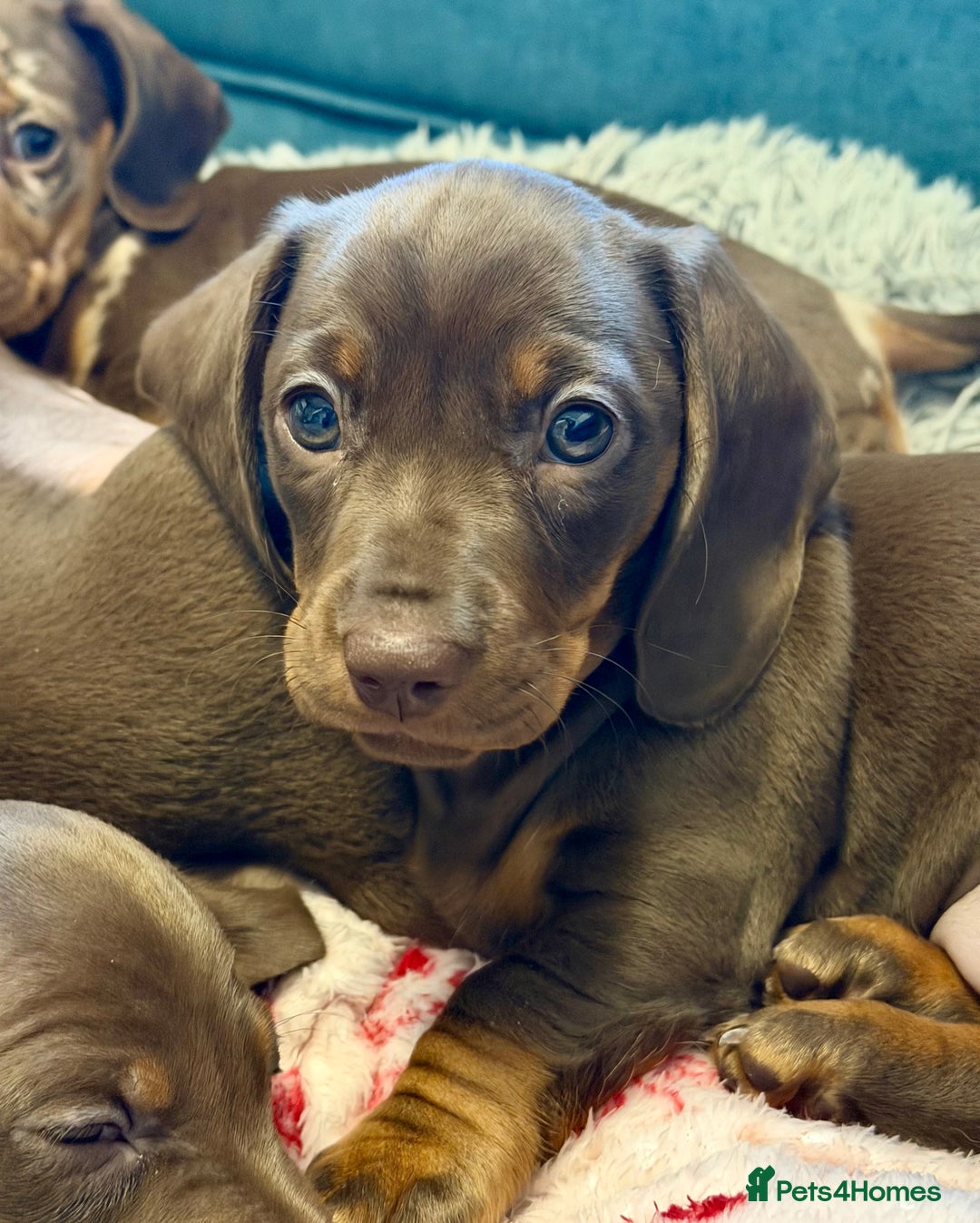 Miniature Dachshund dogs for sale: REDUCED…PRA Clear, KC Reg Miniature Dachshund Girl - Advert 21