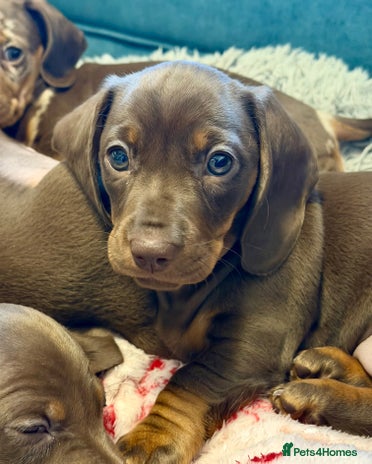 Miniature Dachshund dogs - Advert 9