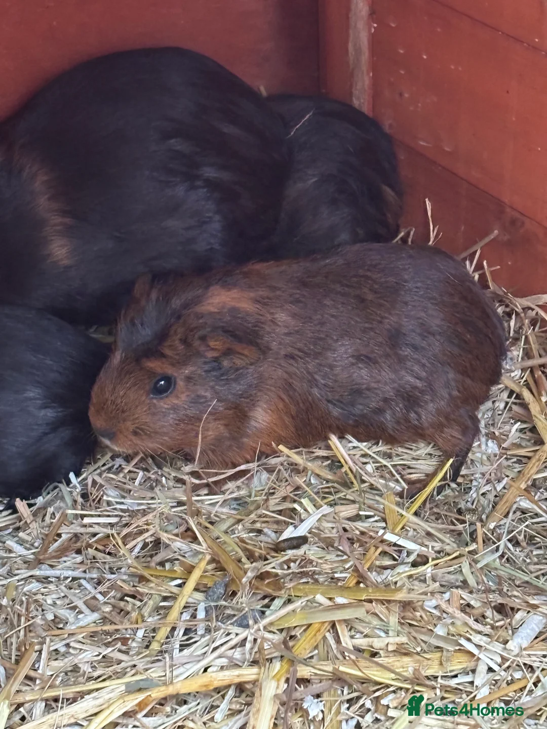Guinea Pig rodents for sale: Baby sow guinea pigs - Advert 6