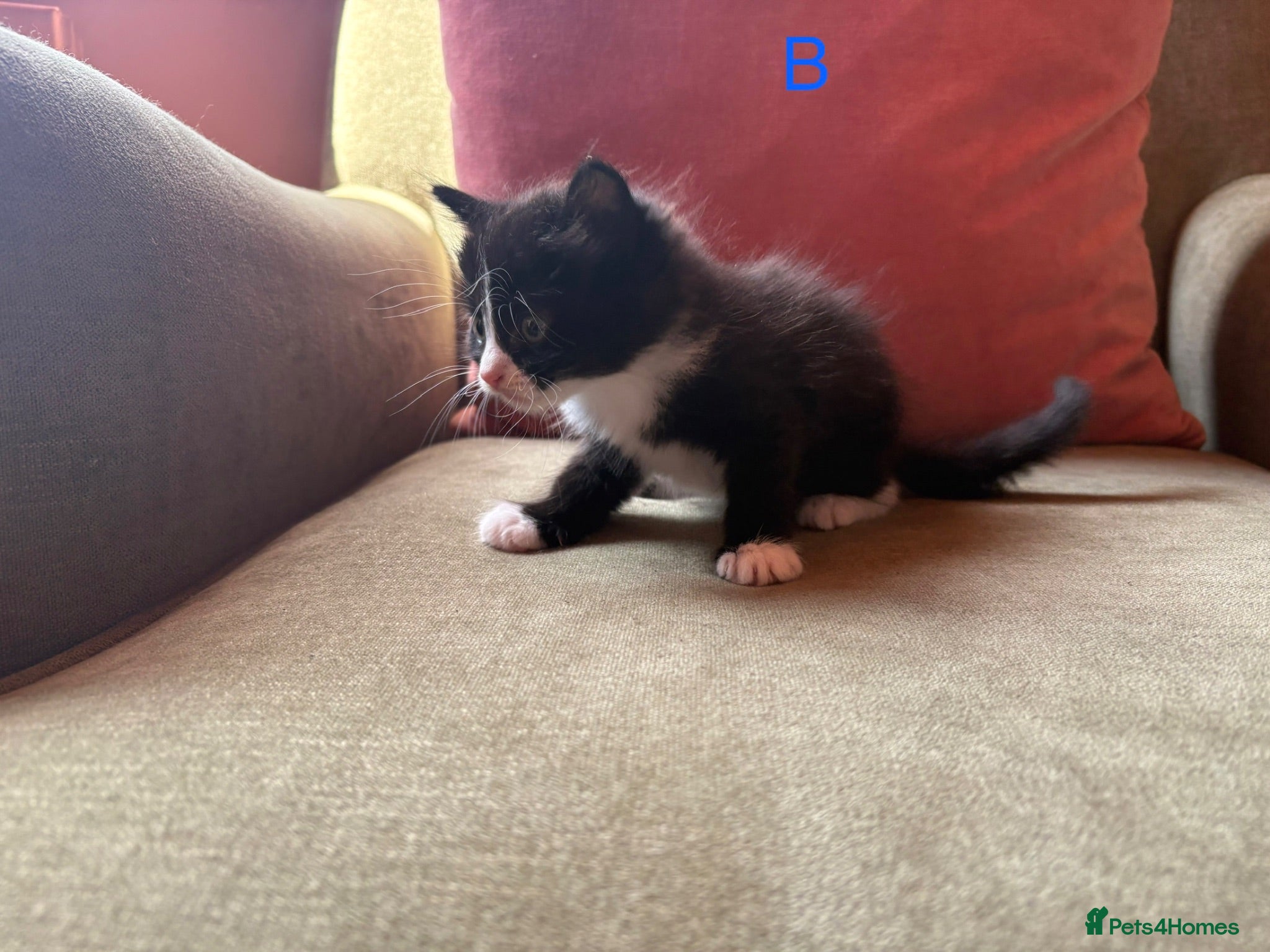 Mixed Breed cats Mixed Kittens for sale - Advert 9
