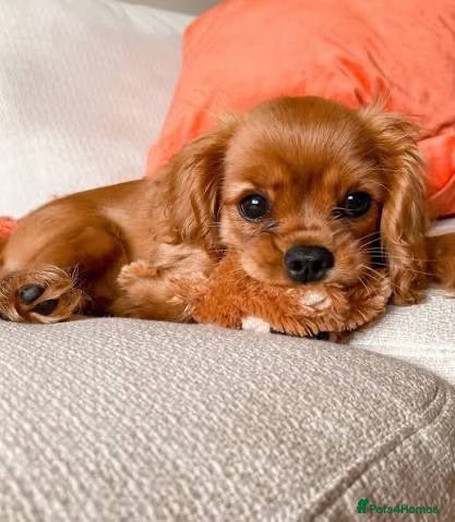 Cavalier King Charles Spaniel dogs Gorgeous cavalier King Charles 1 year old puppy  - Advert 2