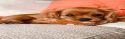 Cavalier King Charles Spaniel dogs for sale: Gorgeous cavalier King Charles 1 year old puppy  - Advert 1