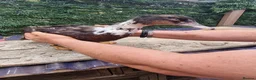 Mixed Breed poultry for sale: Stunning variety of hens cocks and drakes  - Advert 19
