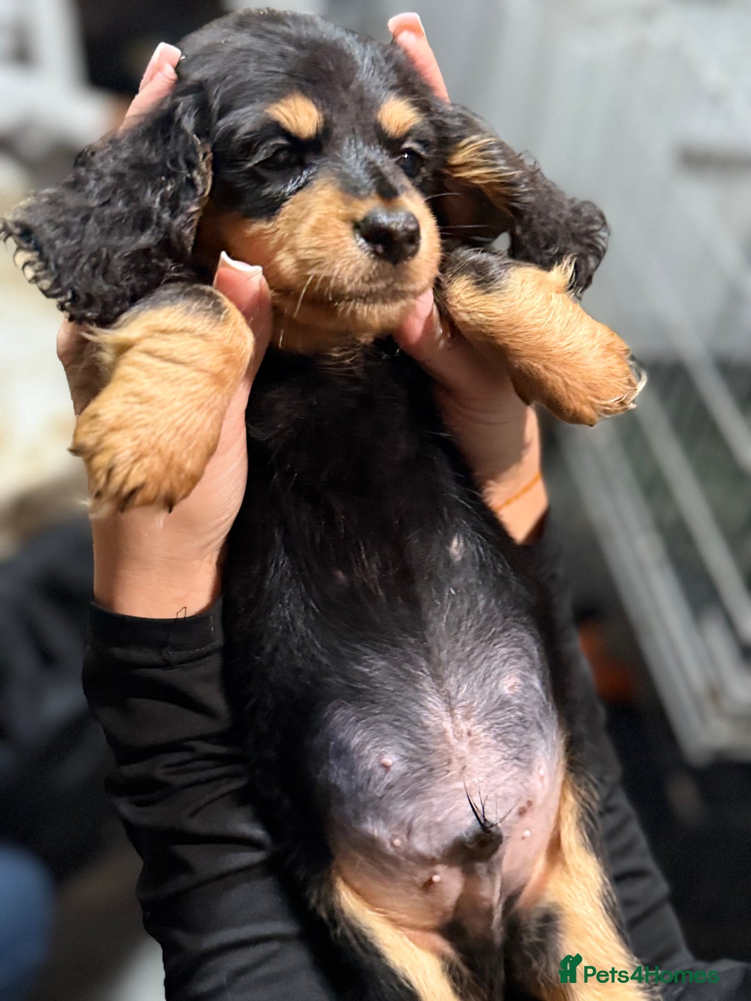Miniature Dachshund dogs for sale: Longhair miniature Duchshund 🩵1boy 1girl left🩷 - Advert 2