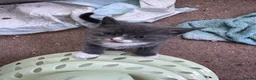 Mixed Breed cats for sale: Gorgeous Boys Looking For Their Forever Home - Advert 4