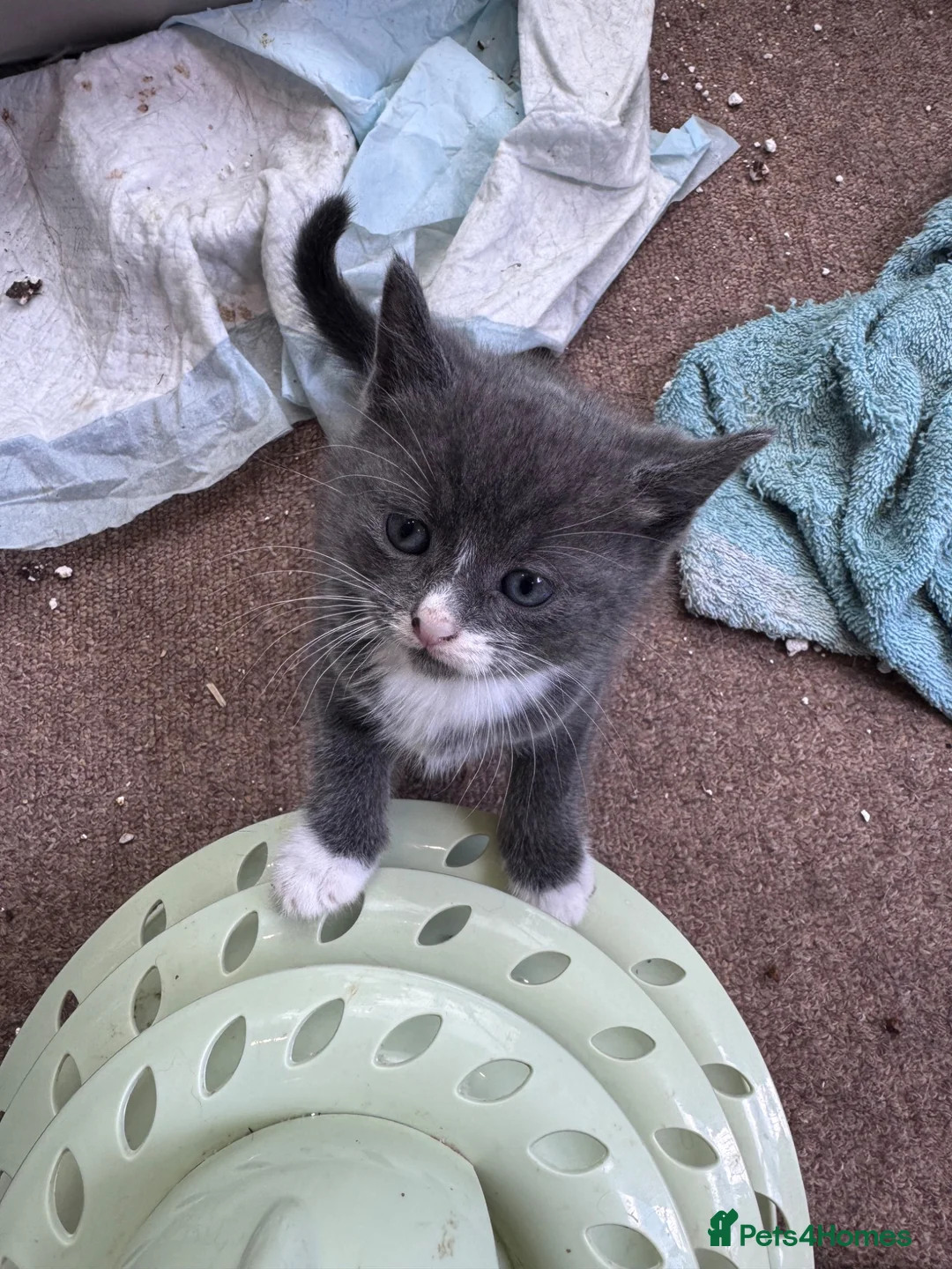 Mixed Breed cats for sale: Gorgeous Boys Looking For Their Forever Home - Advert 4
