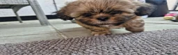 Shih Tzu dogs for sale: Shih-tzu puppy's for sale  - Advert 30