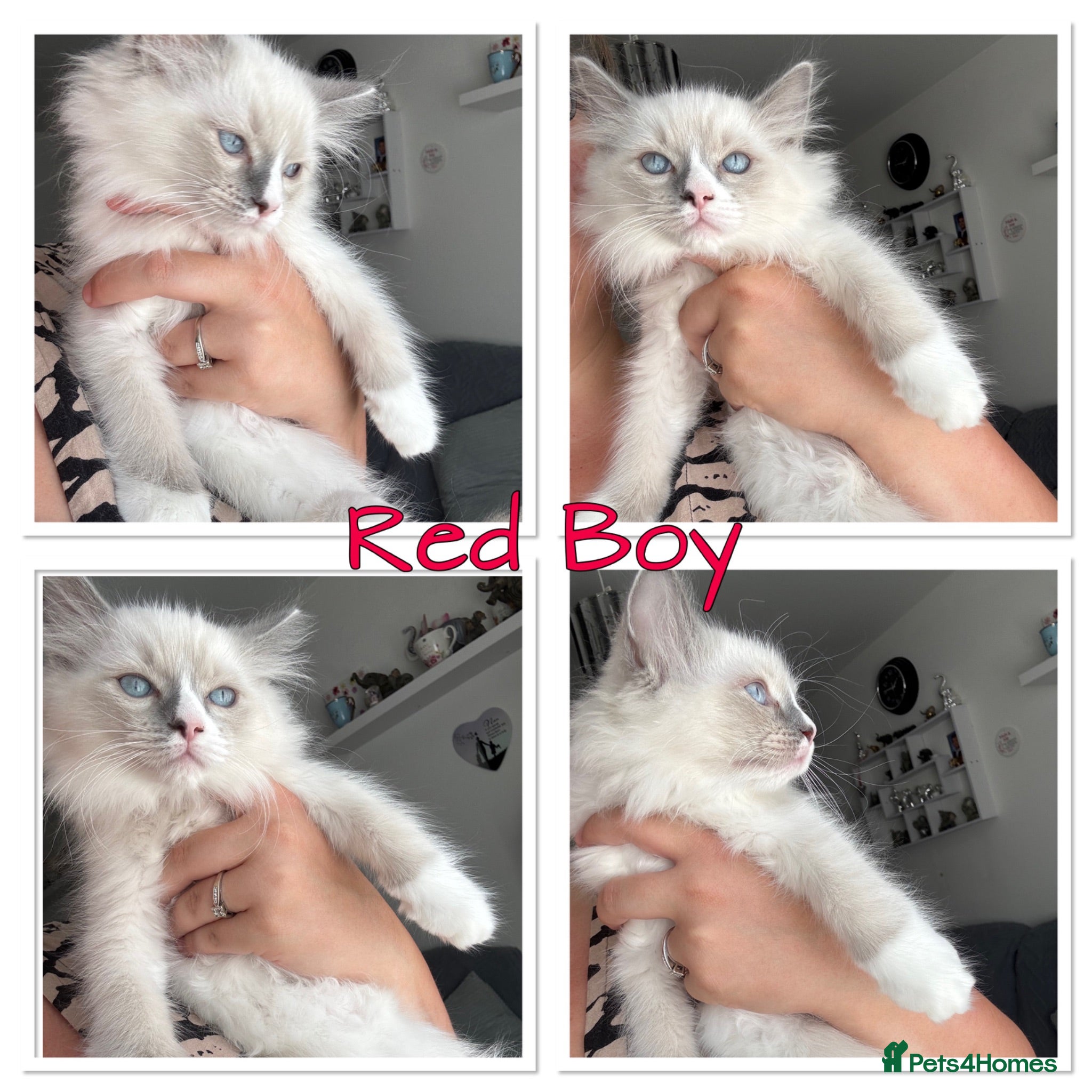 Ragdoll cats Last beautiful boy reduced ready to go  - Advert 1