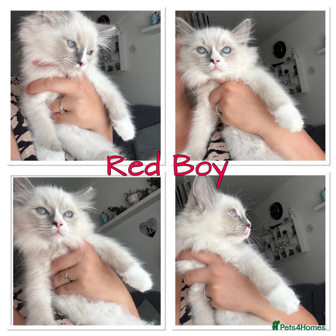 Ragdoll cats for sale: Last beautiful boy reduced ready to go  - Advert 1