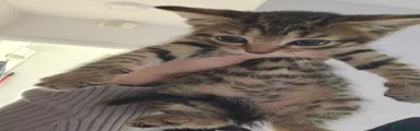 Mixed Breed Kitten 2