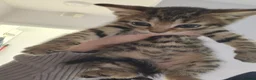 Mixed Breed cats for sale: 2 female kittens  - Advert 2