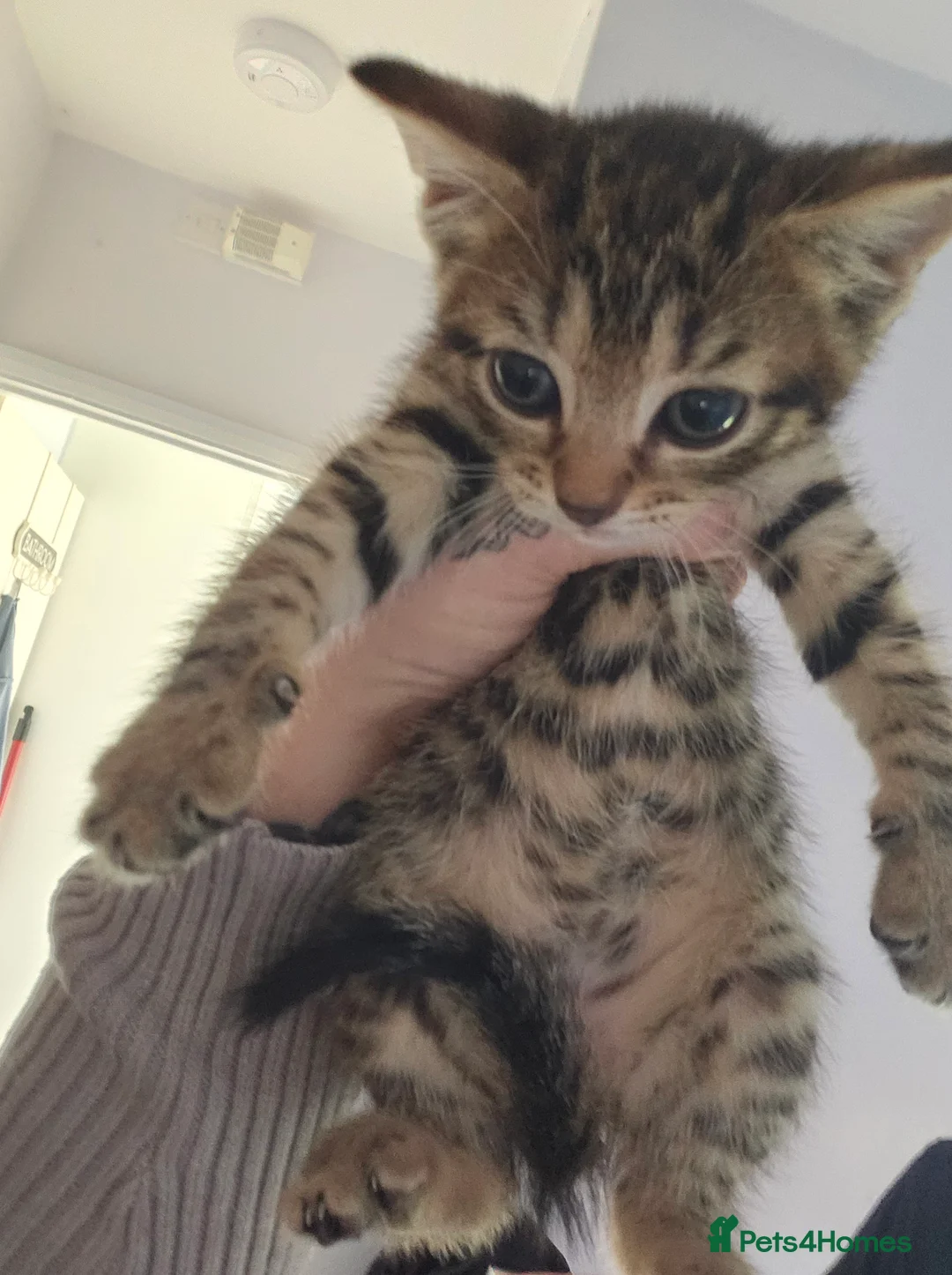 Mixed Breed cats for sale: 2 female kittens  - Advert 2