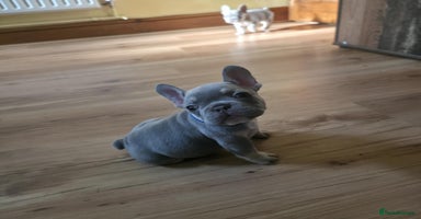 French Bulldog dogs - Advert 12