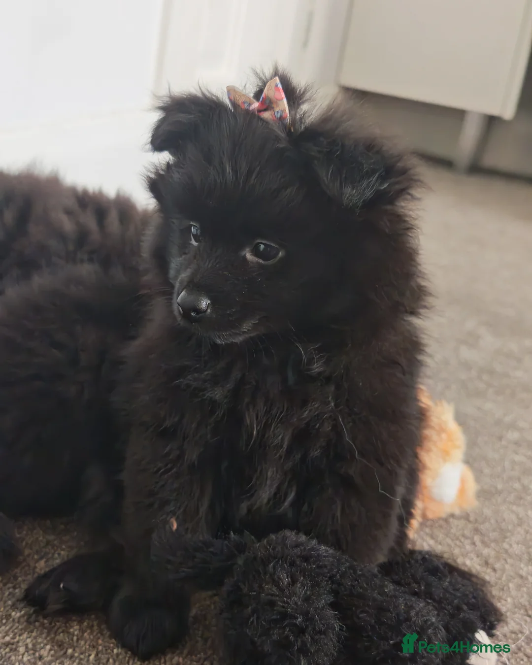 Pomeranian dogs for sale: Pomeranian for sale - Advert 1