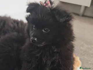 Pomeranian dogs Pomeranian for sale - Advert 11