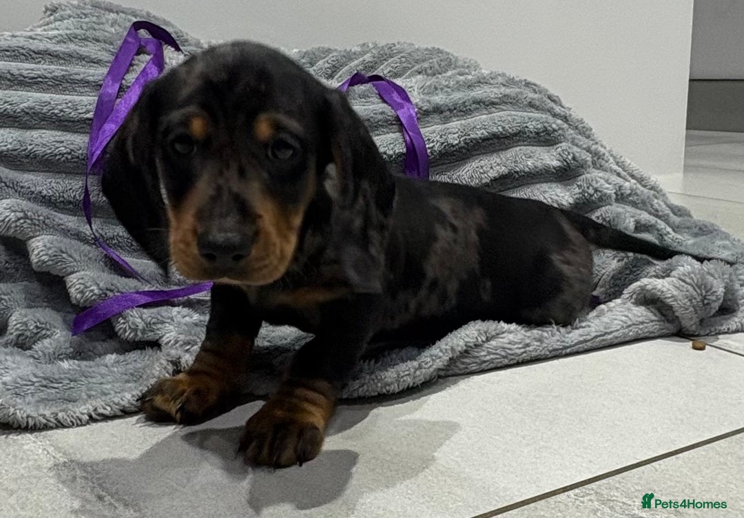 Miniature Dachshund dogs for sale: Gorgeous Miniature Dachshunds - Advert 32