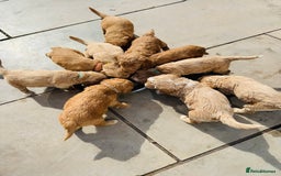 Double Doodle dogs for sale: Australian Goldendoodle puppies - Image 16