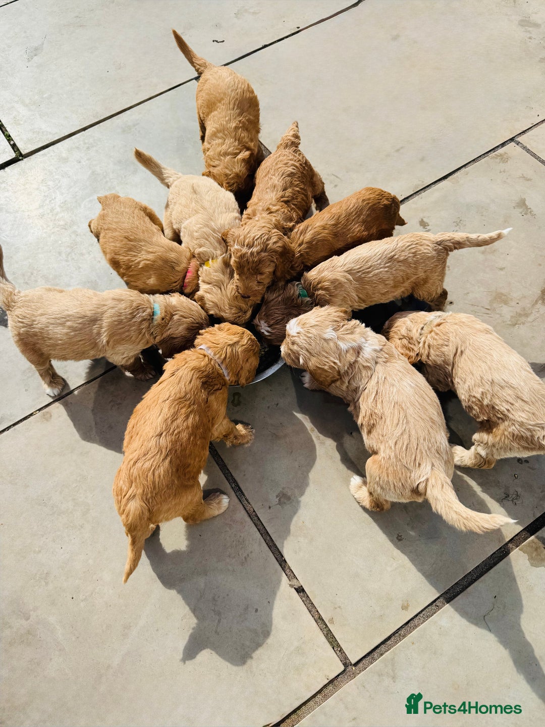 Double Doodle dogs for sale: Australian Goldendoodle puppies - Image 16