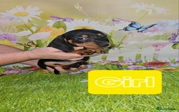 Miniature Dachshund dogs for sale: Beautiful miniature dachshund puppies - Image 12